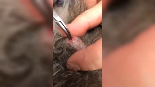 Kitten With Inside Cuterebra Removal смотреть онлайн