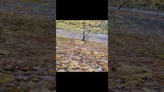 Санаторий Можайский. Панорама. смотреть онлайн