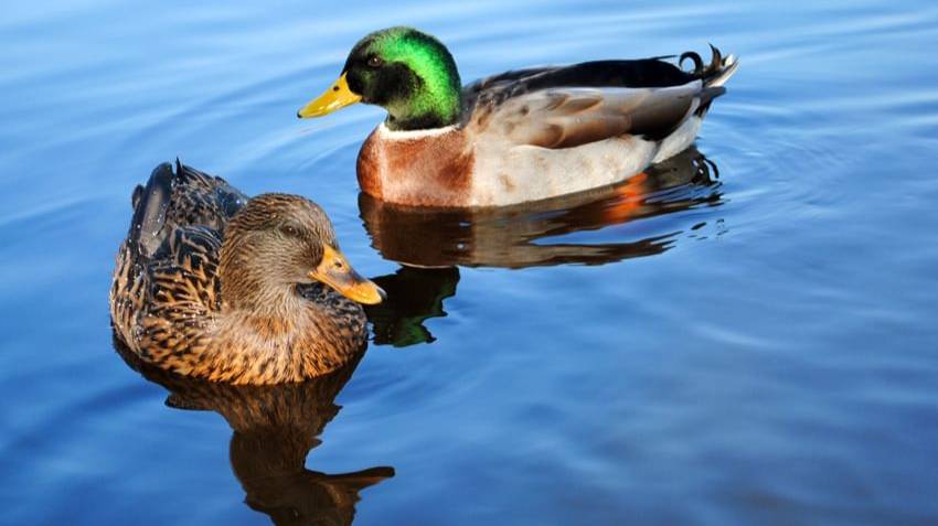Уточки на море едят водоросли смотреть онлайн