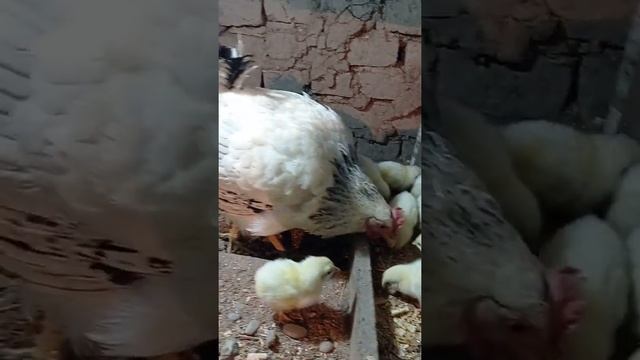 ФУРУШБА БО 9 ДОНА БАЧАШ 928382700 РЯБУШКА смотреть онлайн