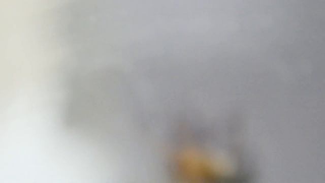Clubiona sp. || Clubionidae смотреть онлайн