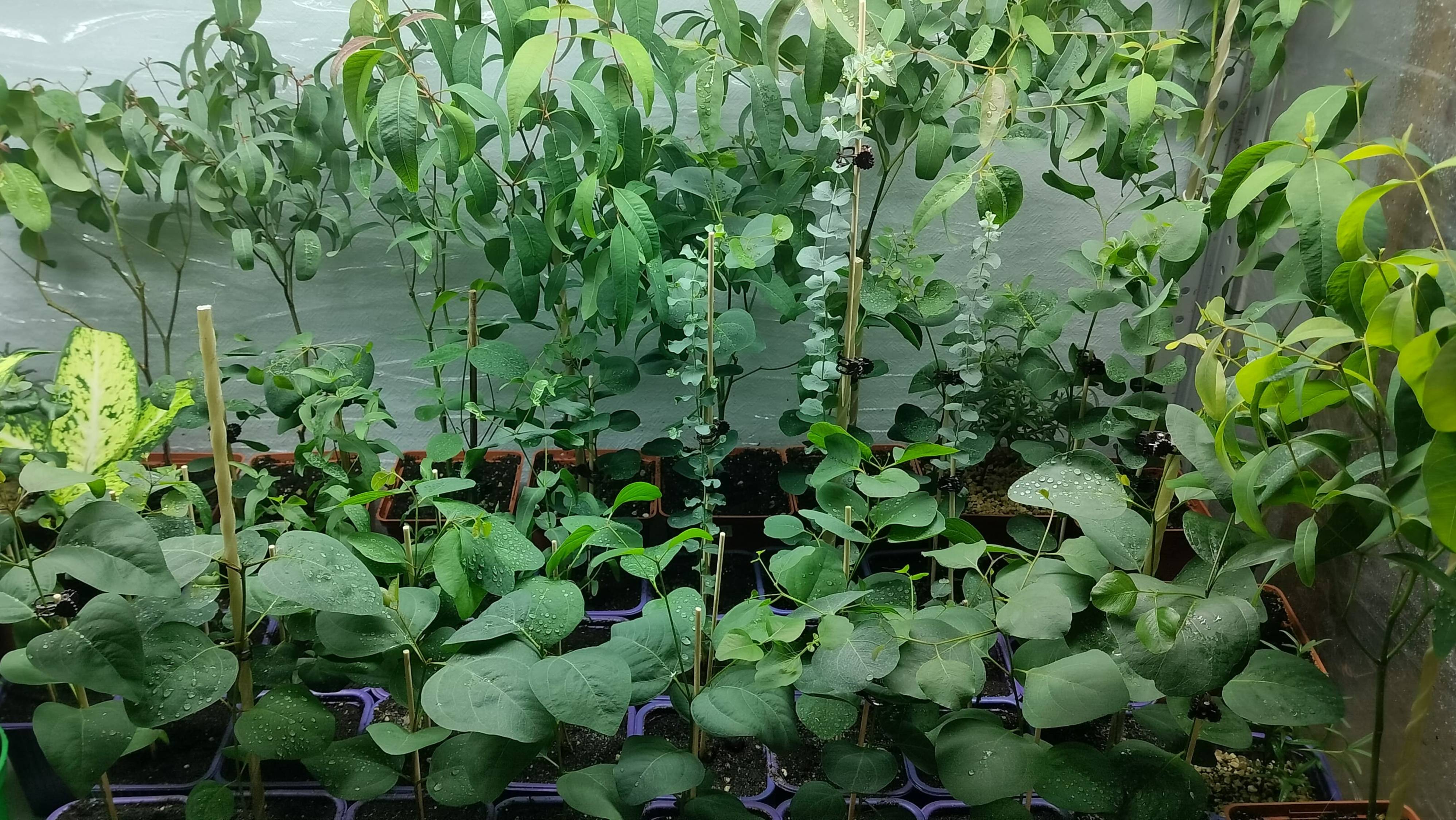 ВАЖНОСТЬ ВЛАЖНОСТИ для ЭВКАЛИПТА смотреть онлайн