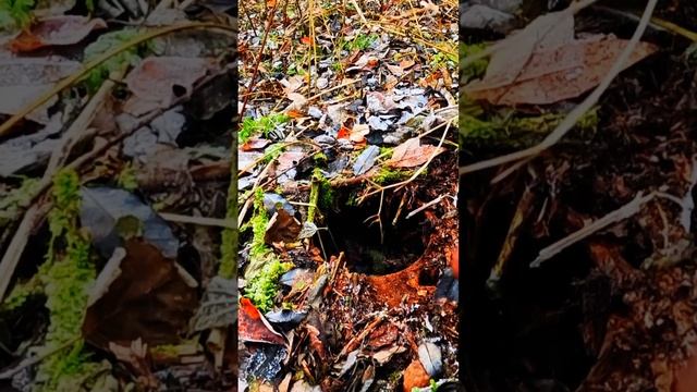 Чуть мимо не прошёл #металлоискатель #металлолом #находка смотреть онлайн