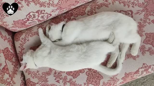 Восемьдесят вторая серия