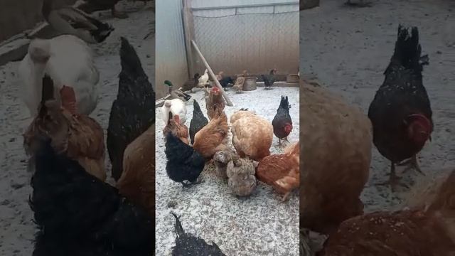 Птички кушают на снегу😄