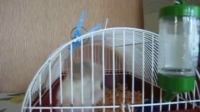 Хомячок сирийский смотреть онлайн