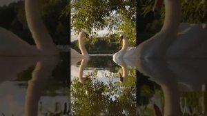 Эдуард Изместьев - Лебединая душа