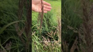 Вейник Карл Форстер — высокий и стройный декоративный злак🌾