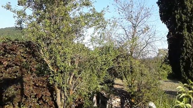 Закончила "Черешню" на заказ.Холст/масло, 30/40 смотреть онлайн