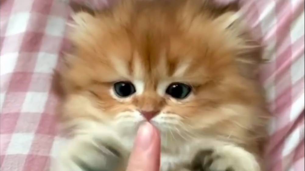 Милые животные