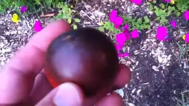 Indigo Rose Tomatoe смотреть онлайн
