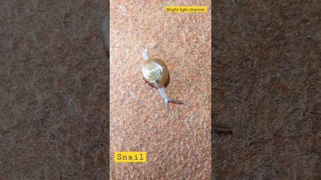 Snail Walking One Foot Snail Shell 🐌 Walking On Carpet Tentacles Glass Shell Garden Snail Home Foot