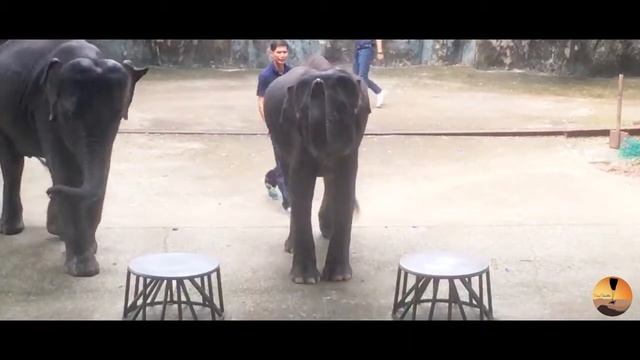 Sriracha Tiger Zoo Elephant Show [ Pattaya, Thailand ] смотреть онлайн