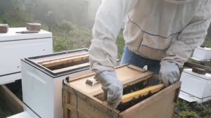 Пересадка пчелопакета в улей