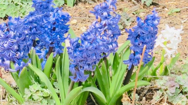 Beautiful Spring Flowers (2021 Season) смотреть онлайн