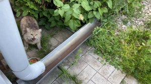 Дикая кошка, нападает и шипит / Ночной доЖор / Мой день. Получите и распишитесь  7 июля 2021 г.