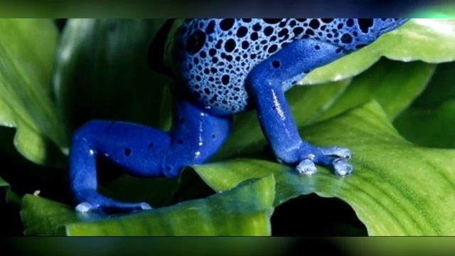 10 САМЫХ ОПАСНЫХ СУЩЕСТВ смотреть онлайн