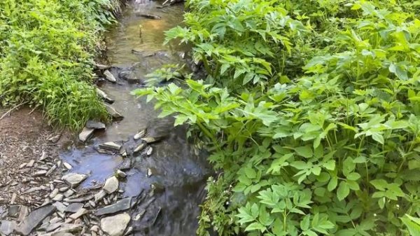 Сныть - съедобный дикорос. Часть1