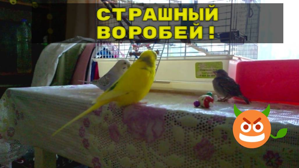 Как себя повели волнистые попугаи когда увидели птенца воробья? Попугаи и воробей смотреть онлайн