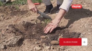 Не выбрасывайте скорлупу грецких орехов! Узнайте, как её использовать!