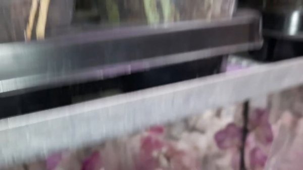 ОРХИДЕИ В ЛЕРУА НОВАЯ АДЫГЕЯ//19.06.24//