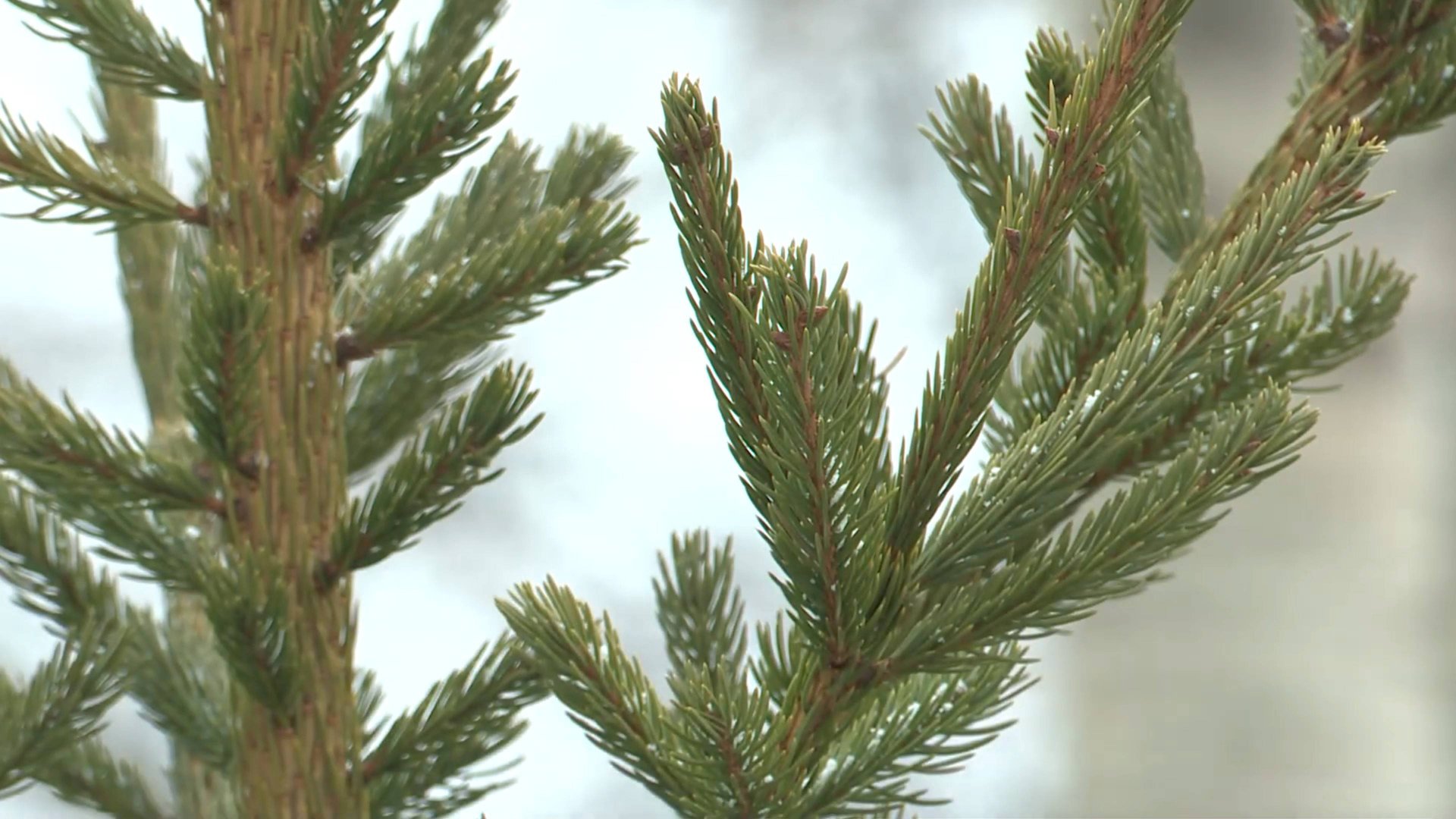 В Реутове открылись ёлочные базары 16.12.2024 смотреть онлайн