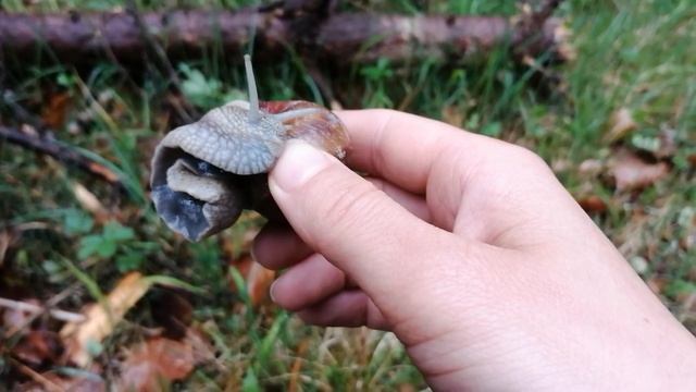мысли на природе смотреть онлайн