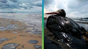 Залитые нефтью пляжи и птицы в мазуте. Экологическая катастрофа на побережье Кубани