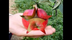 Vista Bella Elma  Aksel Bahçe