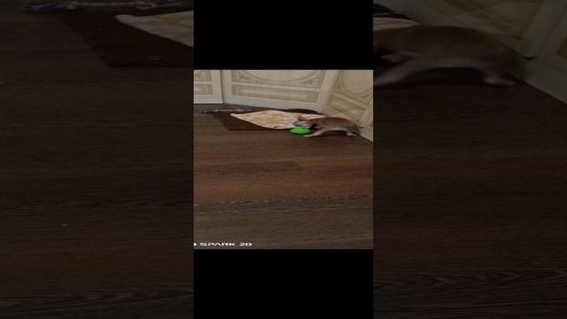 Лёля смотреть онлайн