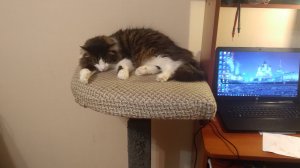 подставка для кота с когтеточкой