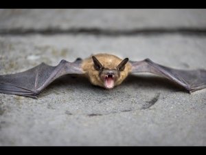 Летучие мыши или птицы в кровле или стенах. Как избавиться?