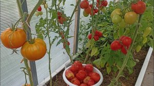 30 июля/Сажаю дайкон/Чеснок собран/Обзор томата Алый Фрегат