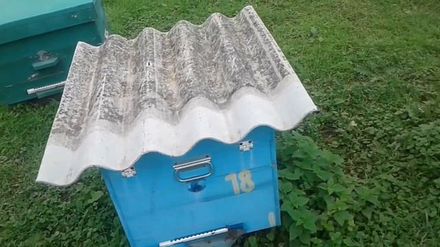 пчелы смотреть онлайн