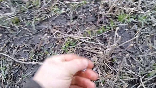 підживляю касом 150л/г. стан прямого посіву смотреть онлайн