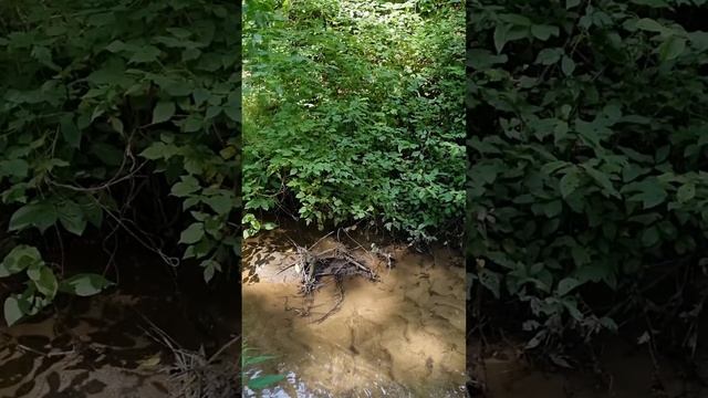 Чудище болотное, эта Луша. 🐾🦴🌭🐶😍 смотреть онлайн