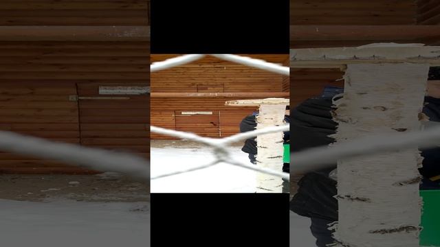 кормление балобанов в Новосибирском зоопарке