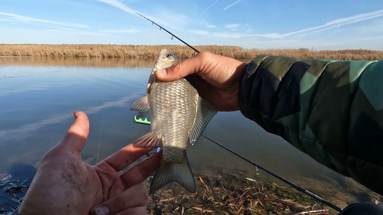 В поисках осеннего карася, рыбалка на фидер в Ноябре смотреть онлайн