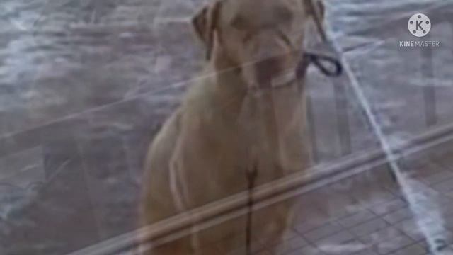 Собака замерзала, пока ее хозяин был на почте. Но то что сделал простой прохожий невероятно смотреть онлайн