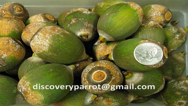 Buy REAL macaw palm nuts! смотреть онлайн