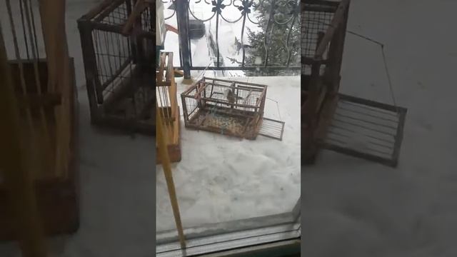 Ловля шегла на западок смотреть онлайн