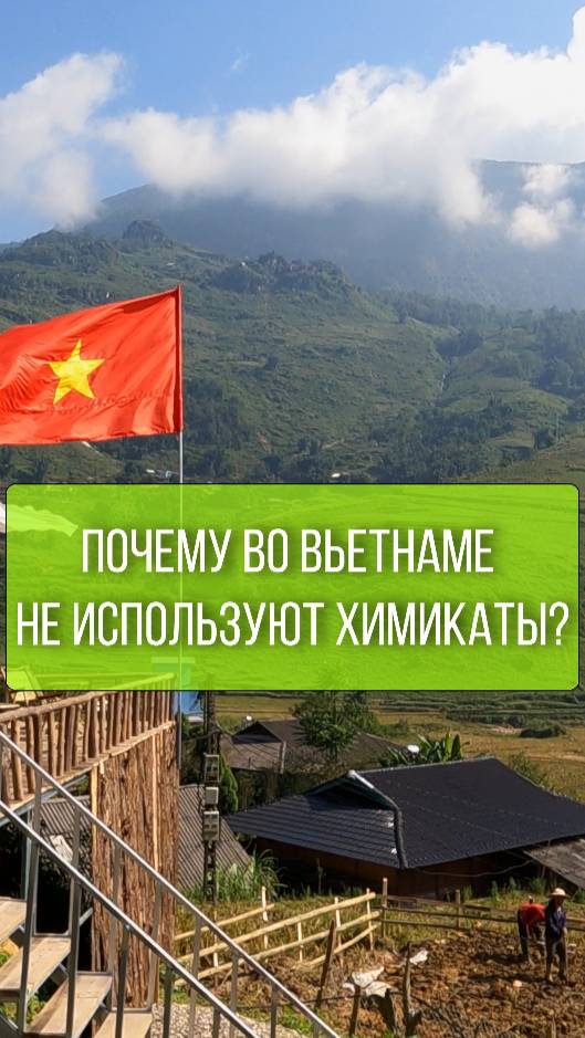 Вьетнамский рис без химикатов смотреть онлайн