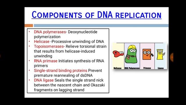 DNA Replication|| DNA Replication Explained In Short Time||Models Of DNA||Process Of DNA Replicatio