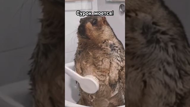 Новое видео! Сурок моется!😁 #эублефар #рек #сурки #животные #прикол смотреть онлайн