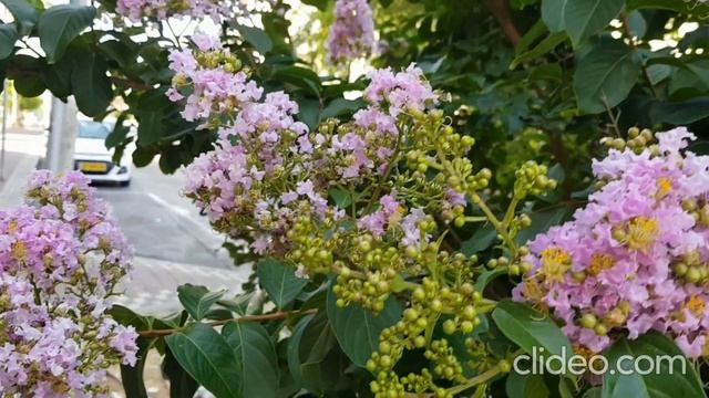 Это слёзы ангелов Эдгар Туниянц Музыка для души It is the tears of angels Edgar Tuniyants смотреть онлайн