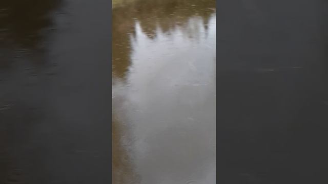 Зарыбливаю пруд #природа #деревня #село смотреть онлайн