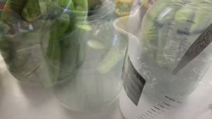 Жуткий ливень / Строительство продолжается / Огурцы закончились 2-3 августа 2021 г.