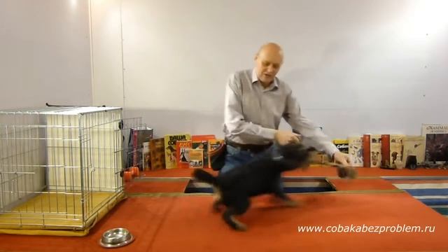 Как научить собаку команде Голос смотреть онлайн