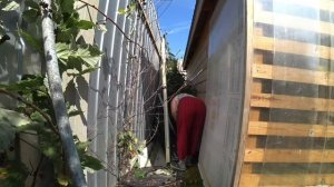 Красные шаровары  / Царевна Будур / Ужасы за сараем  / На кого лает Женя ? 17 августа 2022 г.