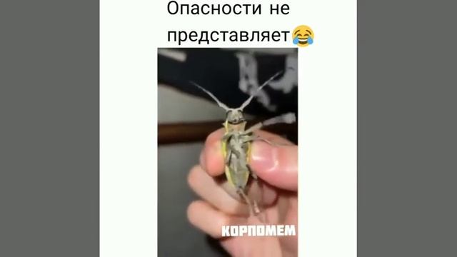 Жук усач 😆😂🤣🪳 Опасности не представляет. смотреть онлайн